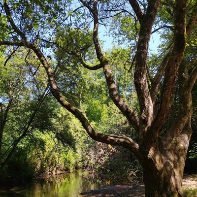 l'arbre au souhait et la messagère : la rivière